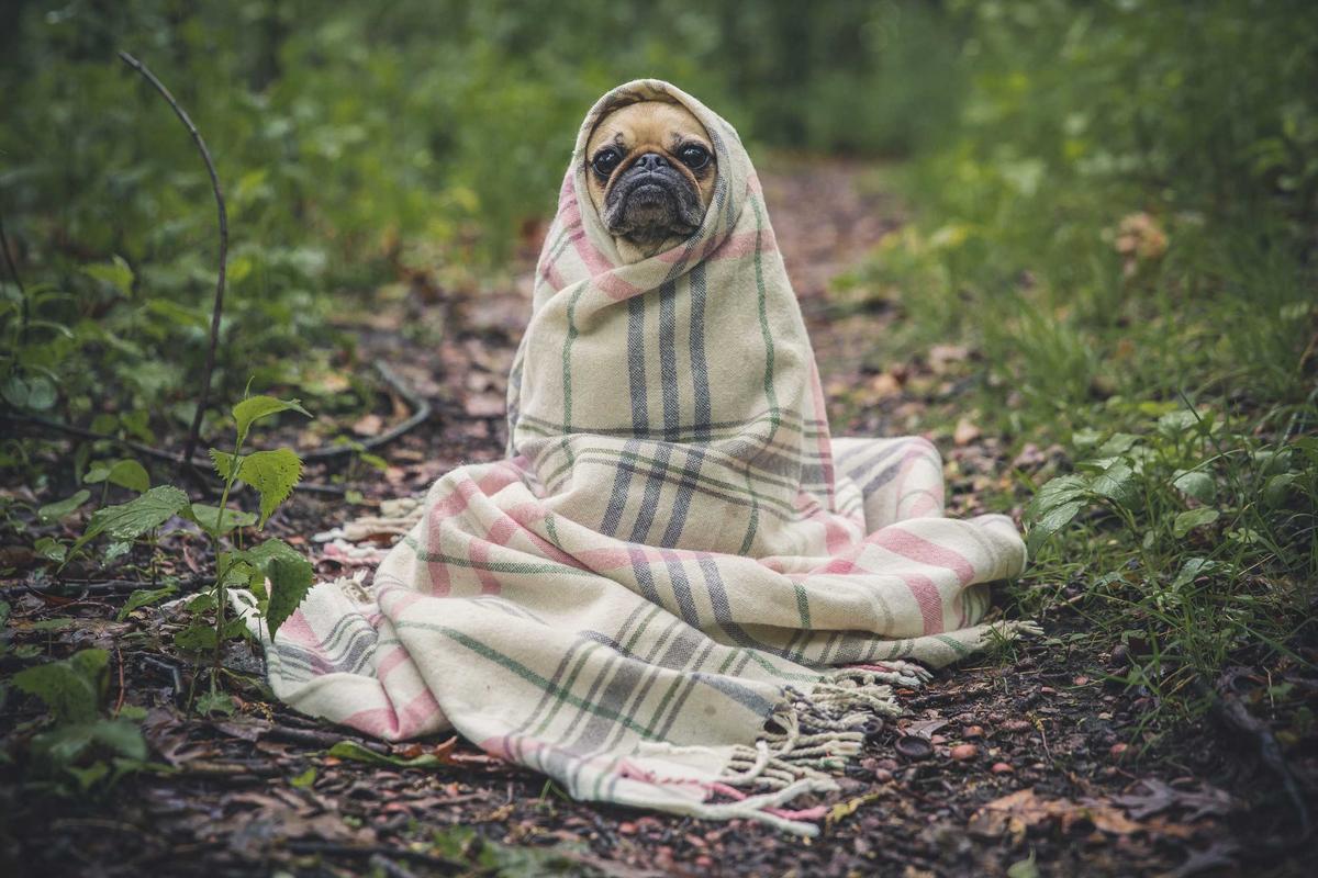 Hund mit zufriedenem Blick